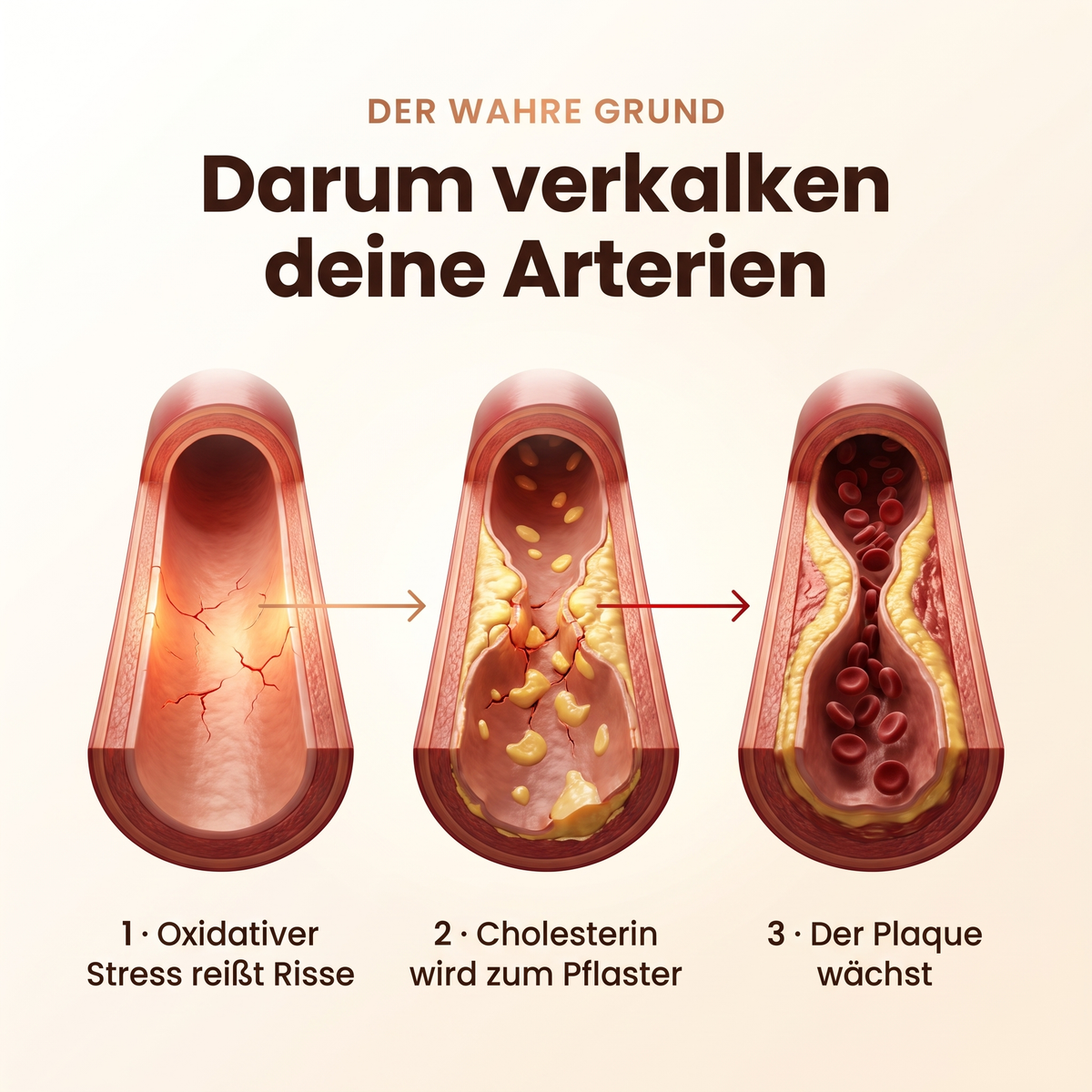 MYCORA™ Pilzkaffee